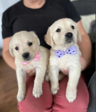 Adorable Golden Retriever puppies Image eClassifieds4u 1