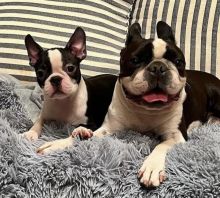 Adorable Male and Female milton boston terrier Puppies Up for Adoption... Image eClassifieds4u 2
