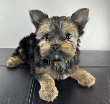Adorable Male and Female Yorkshire terrier Puppies Up for Adoption... Image eClassifieds4u 2