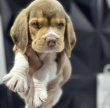 Best Quality male and female Beagle puppies for adoption... Image eClassifieds4u 2