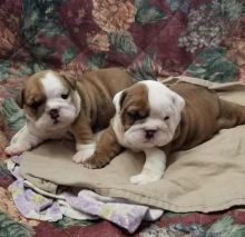 Best Quality male and female English Bulldog puppies for adoption... Image eClassifieds4u 2