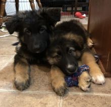 Best Quality male and female German Shepered puppies for adoption Image eClassifieds4u 2