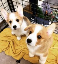Best Quality male and female Pembroke Welsh Corgi puppies for adoption Image eClassifieds4u 2