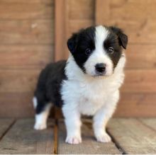 Cute Male and Female border collie Puppies Up for Adoption... Image eClassifieds4u 2