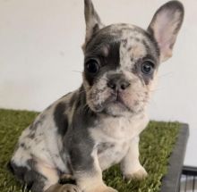 Cute Male and Female French Bulldog Puppies Up for Adoption... Image eClassifieds4u 2