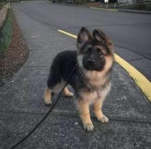 Cute Male and Female German Shepherd Puppies Up for Adoption... Image eClassifieds4u 1