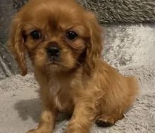 Cute Male and Female King Charles cavalier Puppies Up for Adoption... Image eClassifieds4u 3