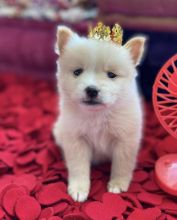 Cute Male and Female pomsky Puppies Up for Adoption... Image eClassifieds4u 3