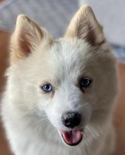 Cute Male and Female pomsky Puppies Up for Adoption... Image eClassifieds4u 1
