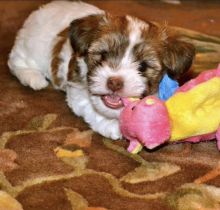 Cute Male and Female Shiba Inu Puppies Up for Adoption... Image eClassifieds4u 2