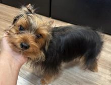 Cute Male and Female Yorkshire terrier Puppies Up for Adoption... Image eClassifieds4u 2