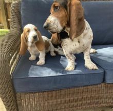 Excellence lovely Male and Female Baset hound Puppies for adoption.. Image eClassifieds4u 2
