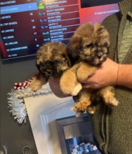 Gorgeous litter of Havanese puppies Image eClassifieds4u 2