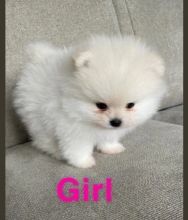 Strikingly stunning pomeranian puppies Image eClassifieds4u 2
