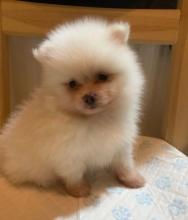 Strikingly stunning pomeranian puppies Image eClassifieds4u 4