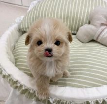 Well trained Male and Female Maltipoo Puppies Up for Adoption... Image eClassifieds4u 3