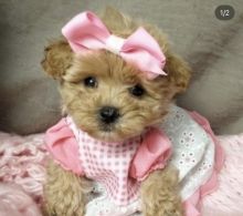 Well trained Male and Female Maltipoo Puppies Up for Adoption... Image eClassifieds4u 2