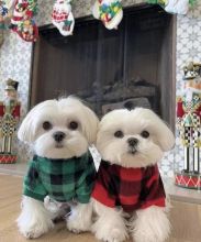 Well trained Male and Female Maltses Puppies Up for Adoption... Image eClassifieds4u 2
