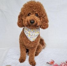 Well trained Male and Female Toy Poodle Puppies Up for Adoption... Image eClassifieds4u 2
