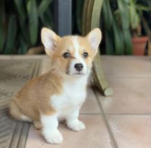 Well trained Pembroke Welsh Corgi puppies up for adoption Image eClassifieds4u 2