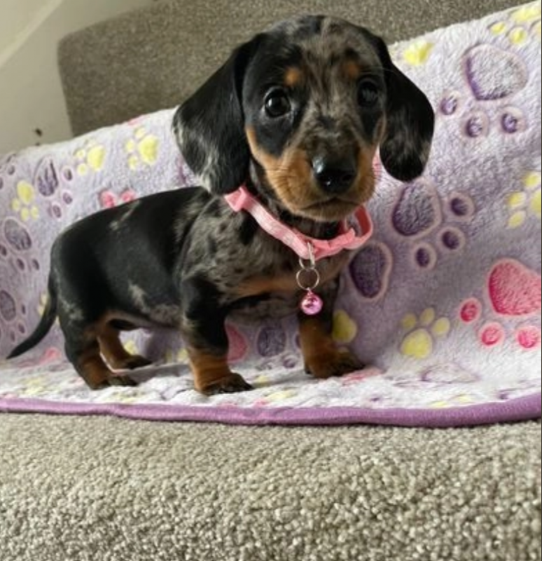Miniature dachshund boys and girls Image eClassifieds4u