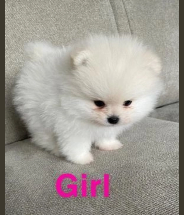 Strikingly stunning pomeranian puppies Image eClassifieds4u
