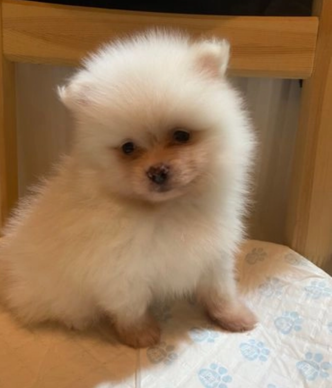 Strikingly stunning pomeranian puppies Image eClassifieds4u