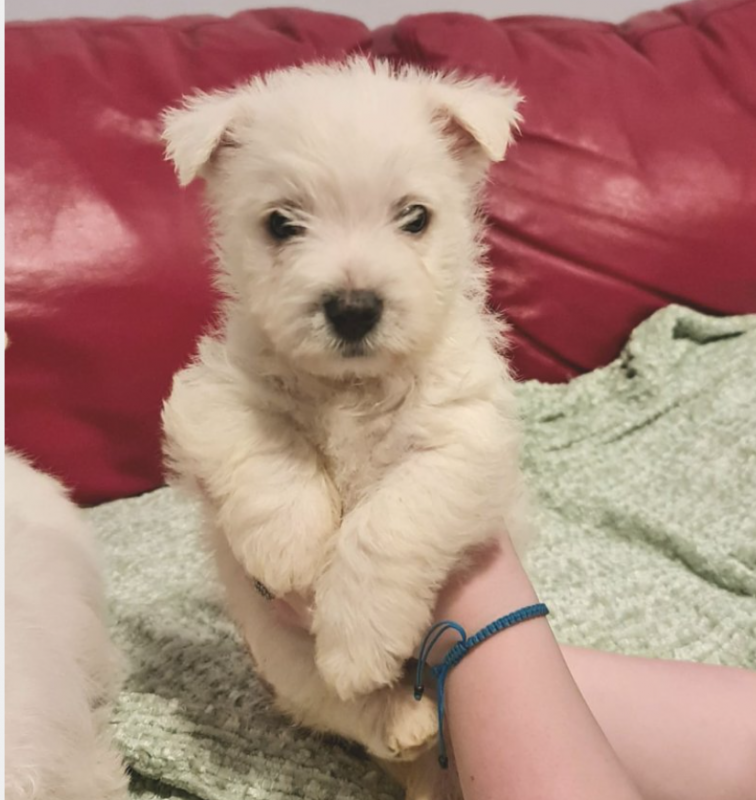 West Highland terrier pups available Image eClassifieds4u