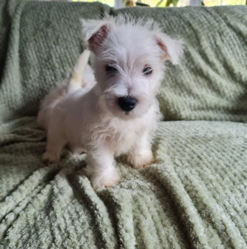 West Highland terrier pups available Image eClassifieds4u