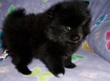 Adorable Pomeranian Puppies Available for New Home