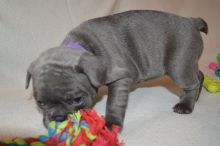 French bulldog puppies available for Rehoming