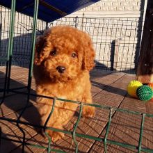 Maltipoo Puppies available and ready to go