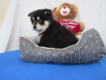 Pomsky puppies available for adoption