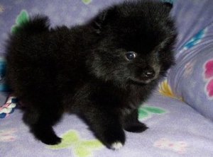 Adorable Pomeranian Puppies Available for New Home Image eClassifieds4u