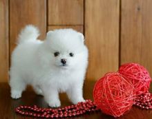 Adorable Pomeranian Puppies Available for New Home Image eClassifieds4u 2