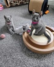 Adorable Russian Blue Kittens