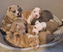 American Bully puppies for sale