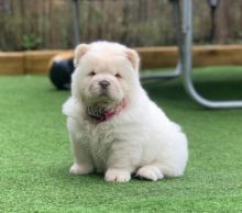 very cute and adorable chow chow puppies for adoption...