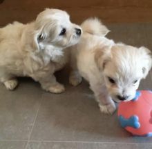 Excellence lovely Male and Female Yorkie Puppies for adoption