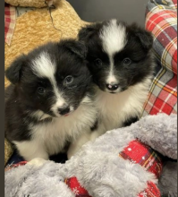 Border Collie puppies for sale