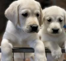 C.K.C MALE AND FEMALE LABRADOR PUPPIES AVAILABLE