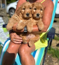Golden doodle pups available