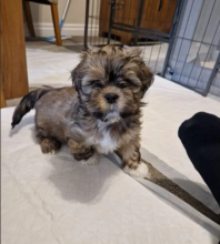 Lhasa Apso puppies for sale