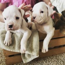 LOVELY BOXER PUPPIES FOR ADOPTION(masonthomas967@gmail.com)