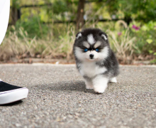 Perfect husky markings f3 Pomsky puppies for sale