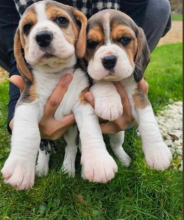 Precious Beagle pups available