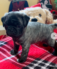 Pug puppies for sale