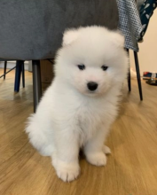Pure white fluffy Samoyed puppies available