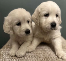 Ready Now KC Registered Golden Retriever Puppies