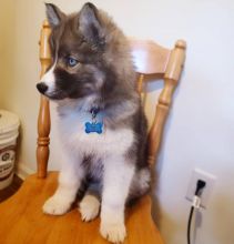 Siberian Husky puppies available in good health condition for new homes